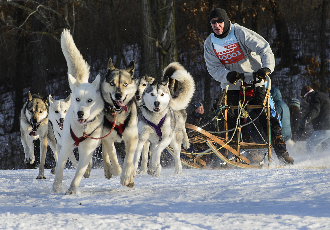 Dog Sled Loppet - Photo by Louis Fine copy